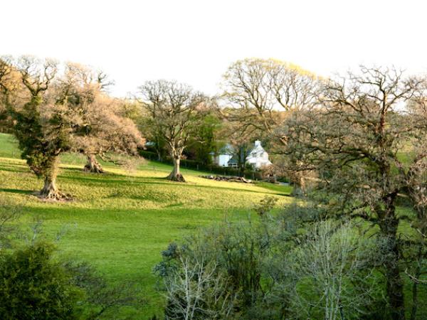 White painted Cornish cottage beyond field