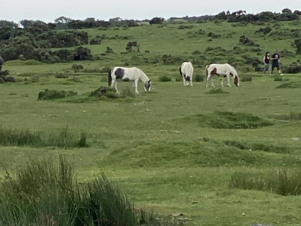Moor horses on Minions moor
