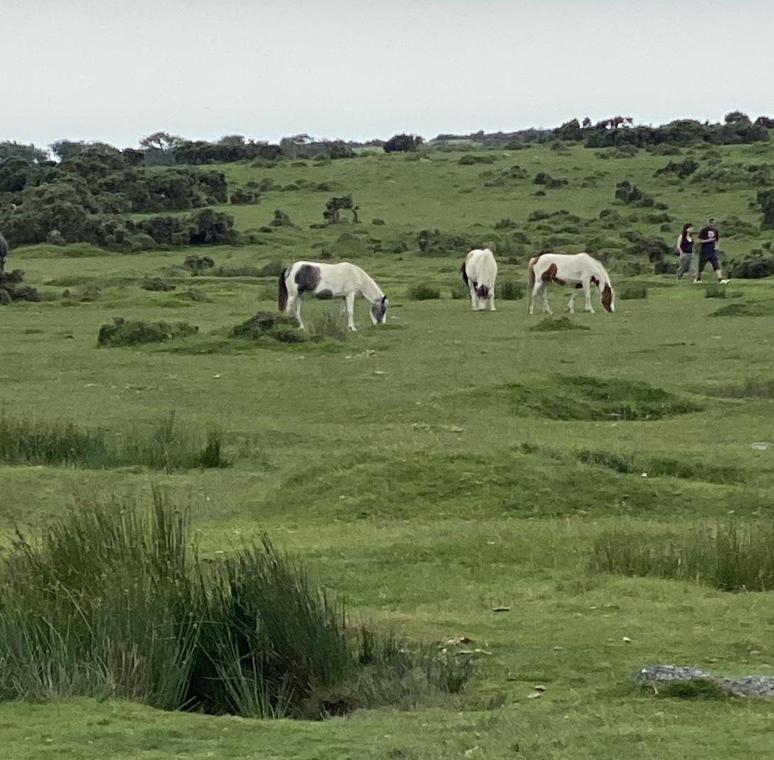 Moor horses on Minions moor